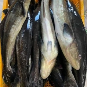 Cá Bớp Tươi Sống