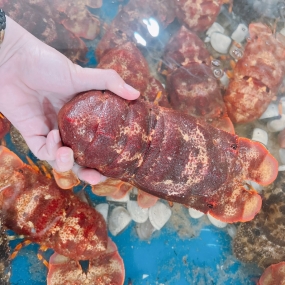 Tôm mũ ni đỏ (tôm vỗ) tươi sống 6-7 con/kg