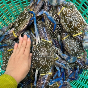 Ghẹ xanh đông lạnh chất lượng  5-6 con/kg