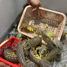 tôm tít (bề bề) đông lạnh 4-5 con/kg