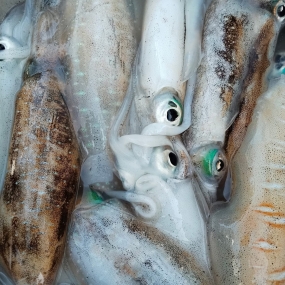 Mực lá câu tươi ngon 1-2 kg/con