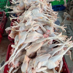 Gà ta leo cây (gà mái) sống Size 1-1,5 kg/con