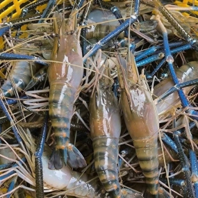  Tôm càng xanh (tôm lóng) tươi sống 8-10 con/kg