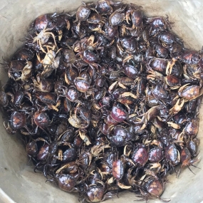 Cua đồng sống giá sỉ