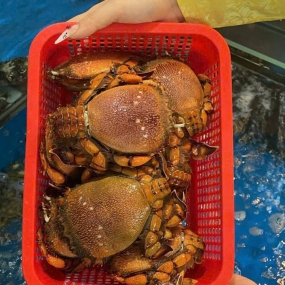 Cua huỳnh đế sống 500-700 gr/con