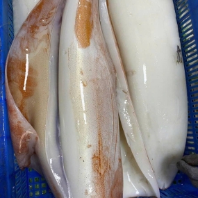 Mực lá đại dương đông lạnh siêu to . 3-4 kg/con