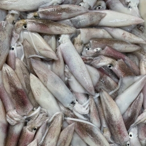 Mực trứng đông lạnh loại 1 size 30-40 con/kg