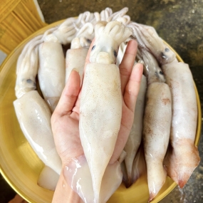Mực ống đông lạnh ngon size 500-700 gr/con