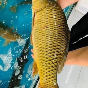 Cá chép sống từ thiên nhiên Size 2-2,5 kg/con