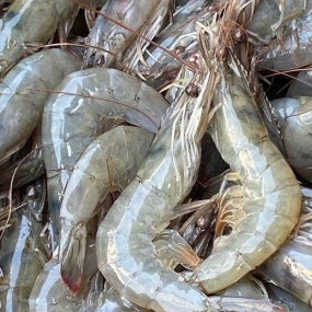 Tôm Thẻ Đông Lạnh