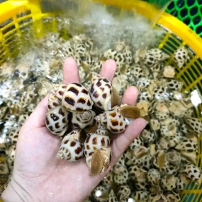 giá ốc hương chợ bình điền