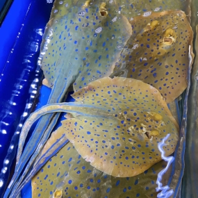 Cá Đuối Sao Xanh (2.5 - 4 kg)