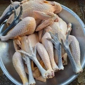 Gà lai chọi nuôi thiên nhiên Size 1-1,5 kg/con