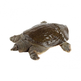 Baba Thịt Giá Tốt nhất Quận 12