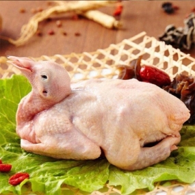 Bồ câu thịt tươi sống quận 1