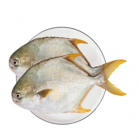 Cá chim trắng biển