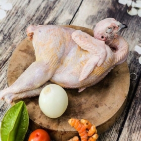 Chim trĩ đỏ sống Size 1,2-1,5 kg/con