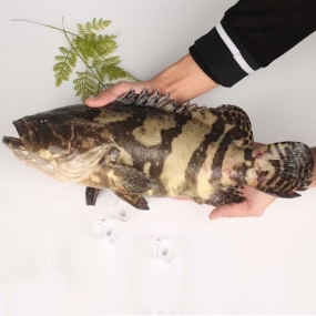 Cá mú cọp làm sạch