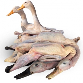 Vịt cỏ (vịt đồng) còn sống Size 3-3,5 kg/con