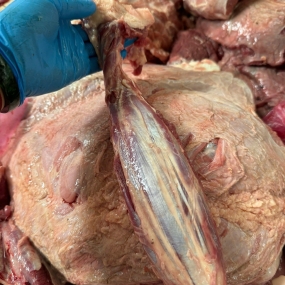 Bắp rùa bò tươi