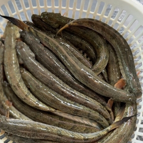 Cá Kèo Tươi Sống