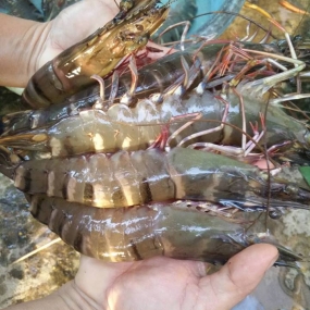 Tôm sú sống, nuôi an toàn giá tốt Size: 50-60 con/kg Xuất sứLong An