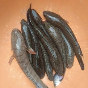 mua cá lóc sống Quận 2