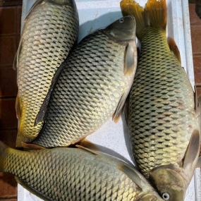 Cá chép giòn tươi sống