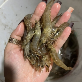 Tôm Đất Tươi Sống