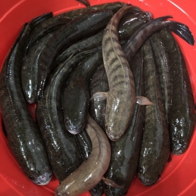 Vựa Cá biển chợ bình điền