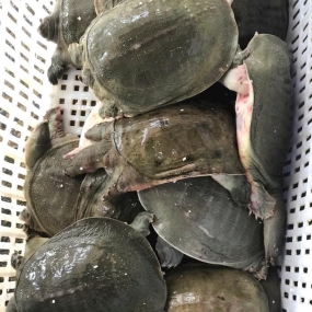 Bán Ba ba Sống Giao Tận Nơi Quận 1