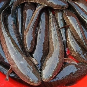 Cửa hàng bán cá lóc sống tại quận 3