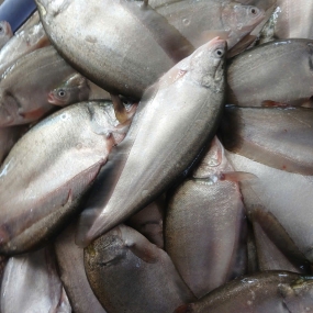 Cá thác lác tươi