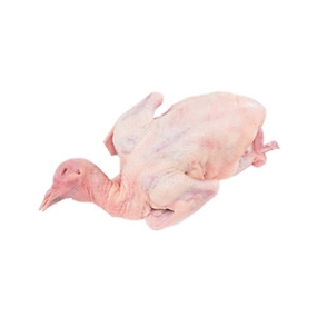 Địa Chỉ Bán Bồ Câu Thịt Quận Tân Bình Uy Tín, Giá Tốt