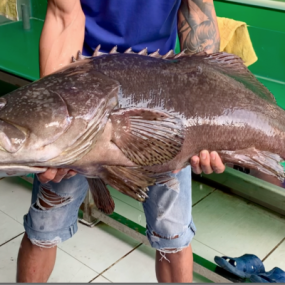 Cá Mú Nghệ (15 - 30 Kg)