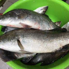 Cá Chẽm Sống (1 - 3 Kg)