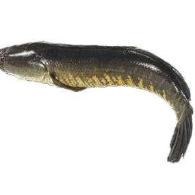 Cá Lóc Tươi Làm Sạch Quận 7