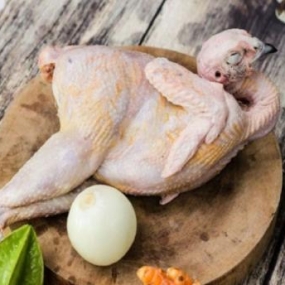 Chim trĩ xanh thịt 0,8-1kg/con