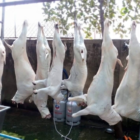 Cừu đực tơ móc hàm