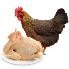 Bán Gà Vịt Tươi Sống Quận 11