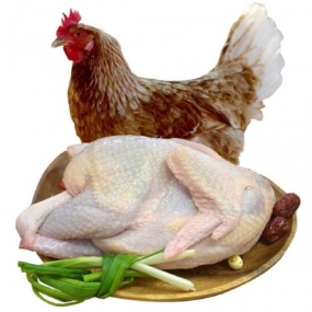 gà vịt quận 10 tphcm