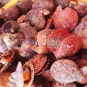 Sò điệp (sò quạt) sống 20-25 con/kg