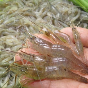 Tép đồng thiên nhiên mới đánh bắt Loại 1 Xuất sứ Tiền Giang