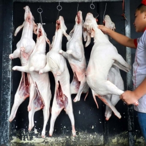 Dê cái tơ nguyên đầu giò
