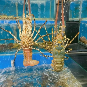 Tôm hùm bông sống (1.1 – 1.5 kg/con)