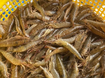 Vựa Hải Sản Tươi Sống Tại Quận 4 – Giao Nhanh, Giá Tốt