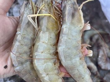 Vựa Hải Sản Tươi Sống Tại Quận 3 – Giao Nhanh, Giá Tốt