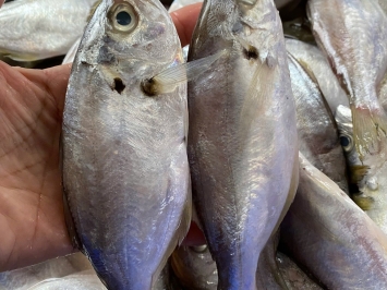 Vựa Hải Sản Tươi Sống Quận 11 – Giá Sỉ Lẻ Mỗi Ngày