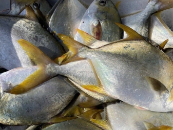 Hải Sản Tươi Sống Quận 8 | Vifood Giao Nhanh Trong Ngày