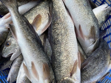 Hải Sản Tươi Sống Quận 12 | Vựa Hải Sản Giao Nhanh